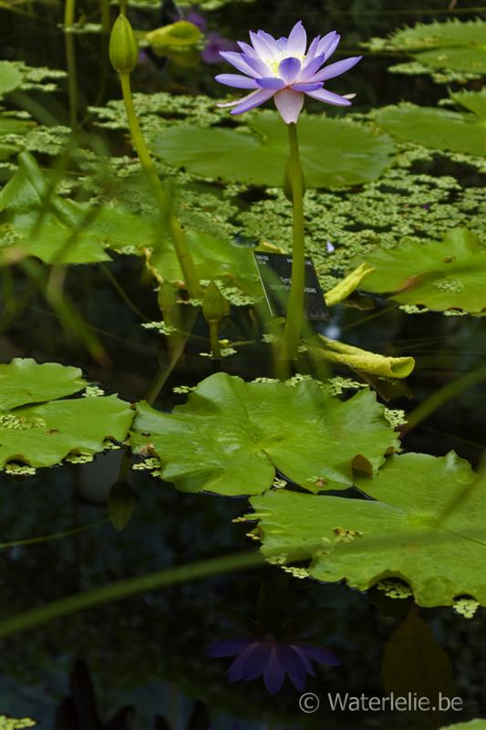 Nymphaea carpentariae x violacea